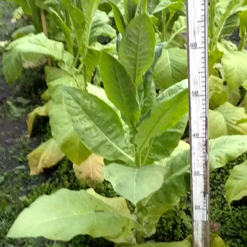 Tobacco seeds - Wisconsin 901 - 300