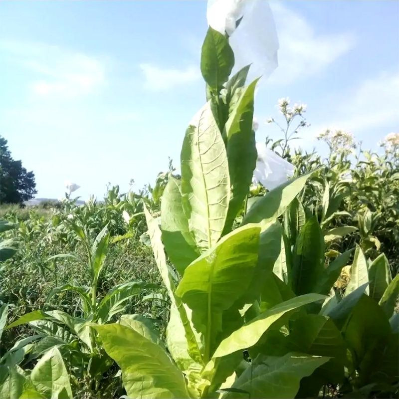 Tobacco seeds - Wisconsin 901 - 300