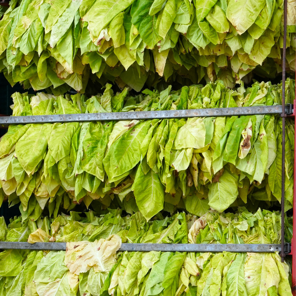 Tobacco seeds - Red Russian - 100