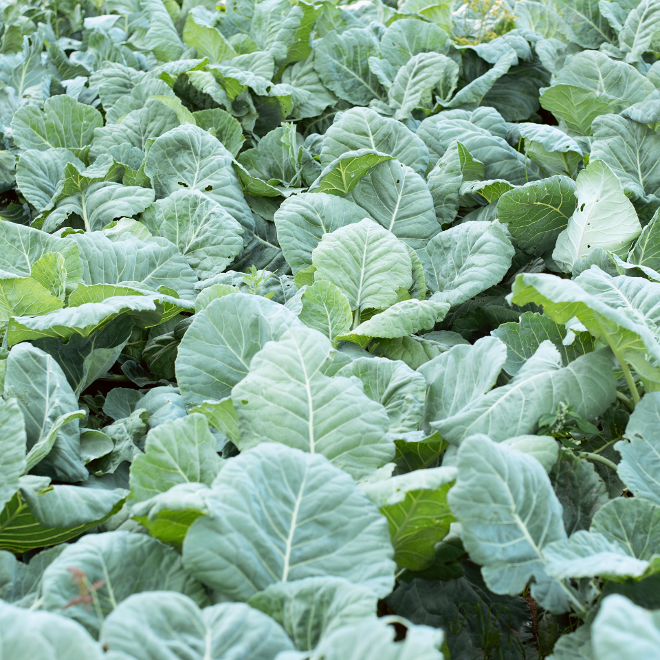 Tobacco seeds - Red Russian - 100