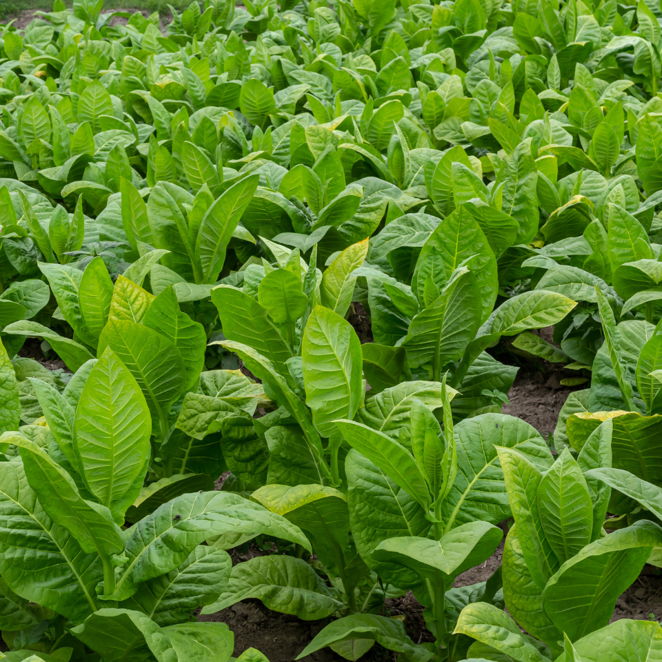Tobacco seeds - Red Russian - 100