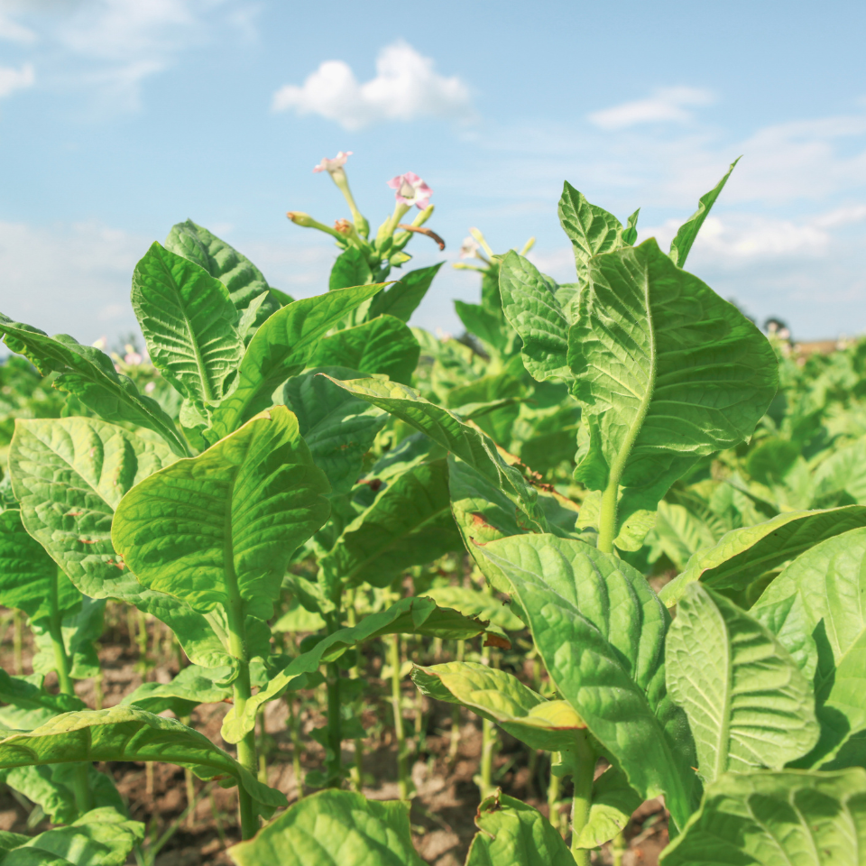 Tobacco seeds - Red Russian - 100