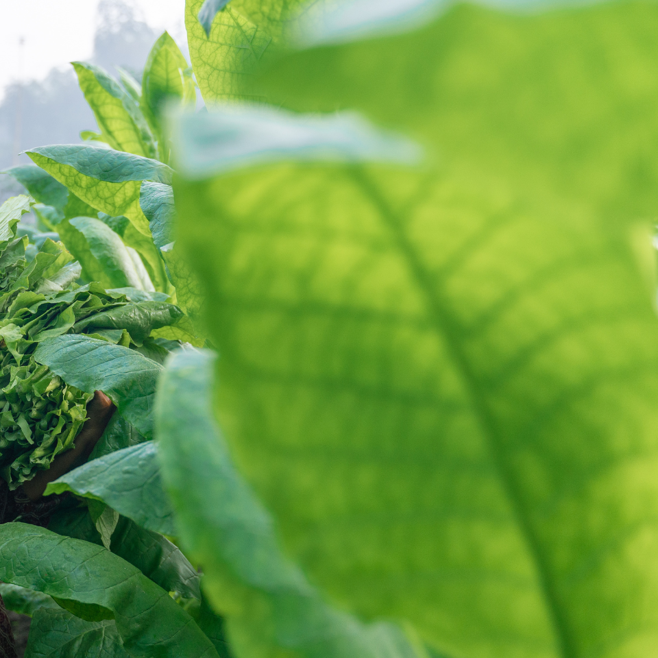 Tobacco seeds - Red Russian - 100
