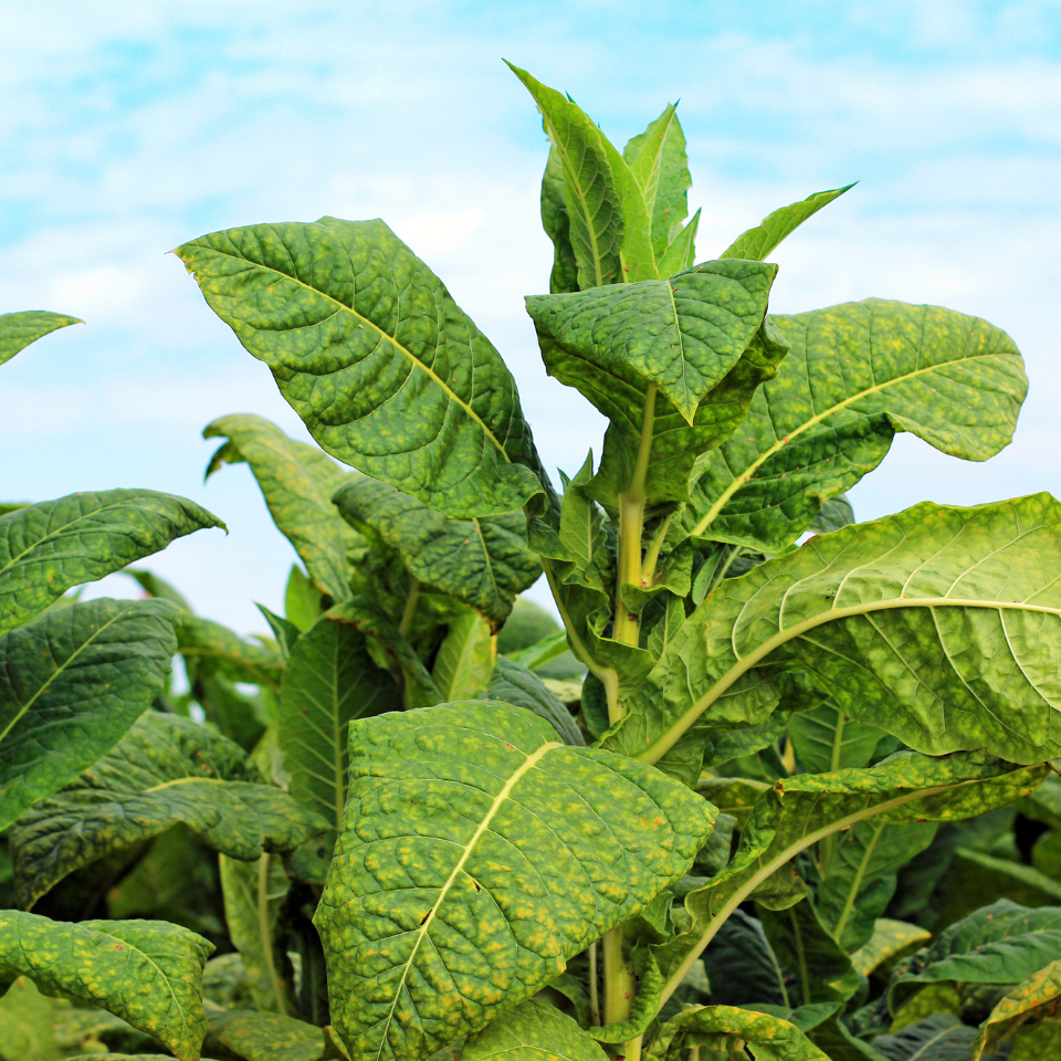 Tobacco seeds - Red Russian - 100