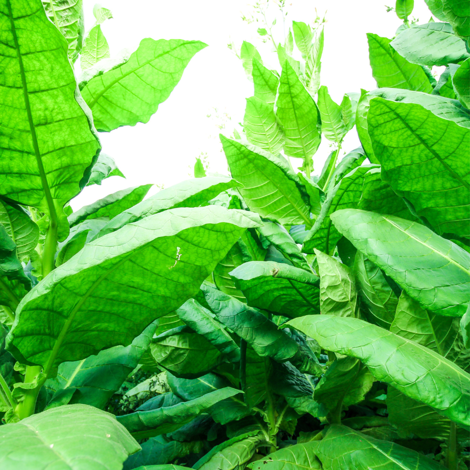 Tobacco seeds - Red Russian - 100