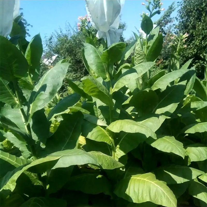 Tobacco seeds - Sobolchski 193 - 100