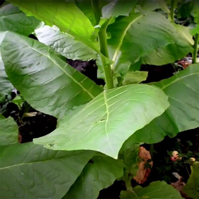 Tobacco seeds - Sobolchski 193 - 300