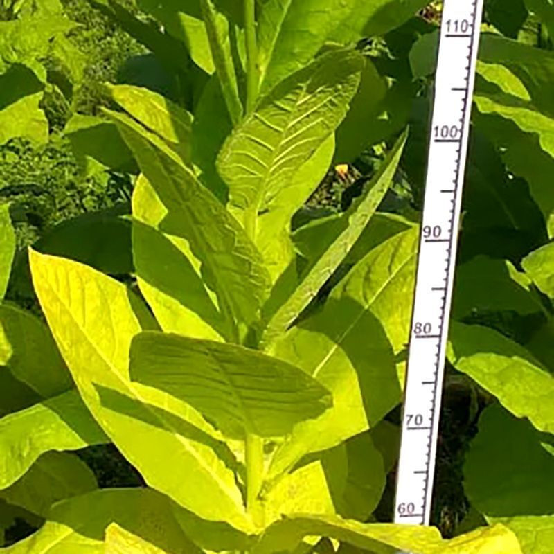 Tobacco seeds - Sobolchski 193 - 300