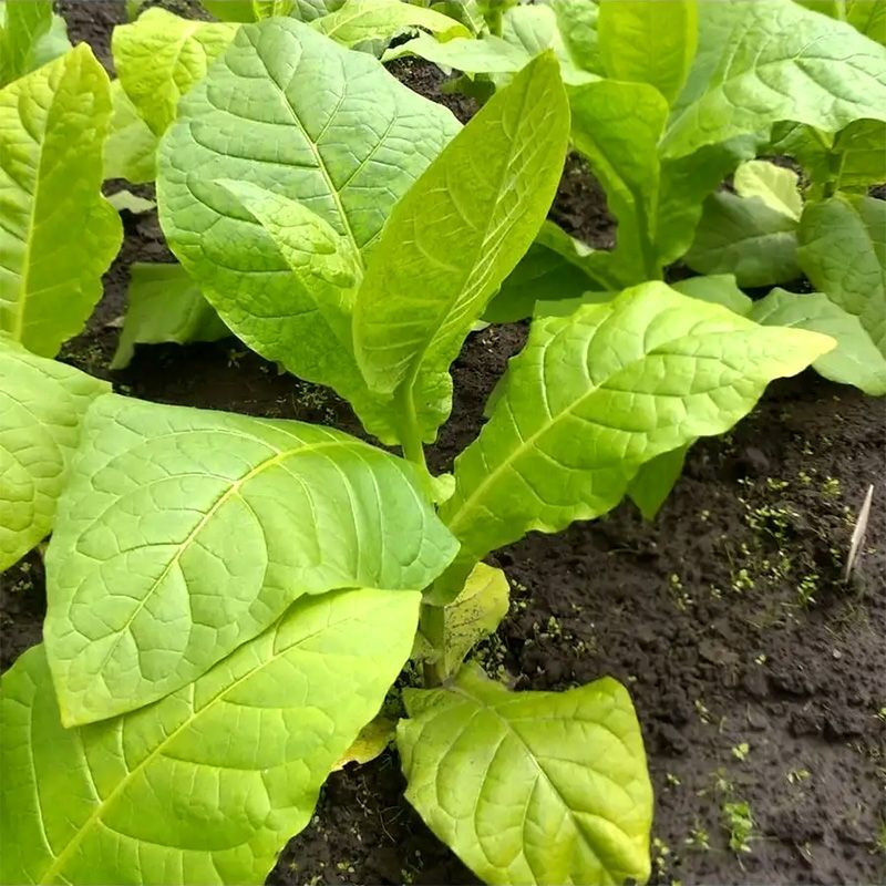 Tobacco seeds - Sobolchski 193 - 300