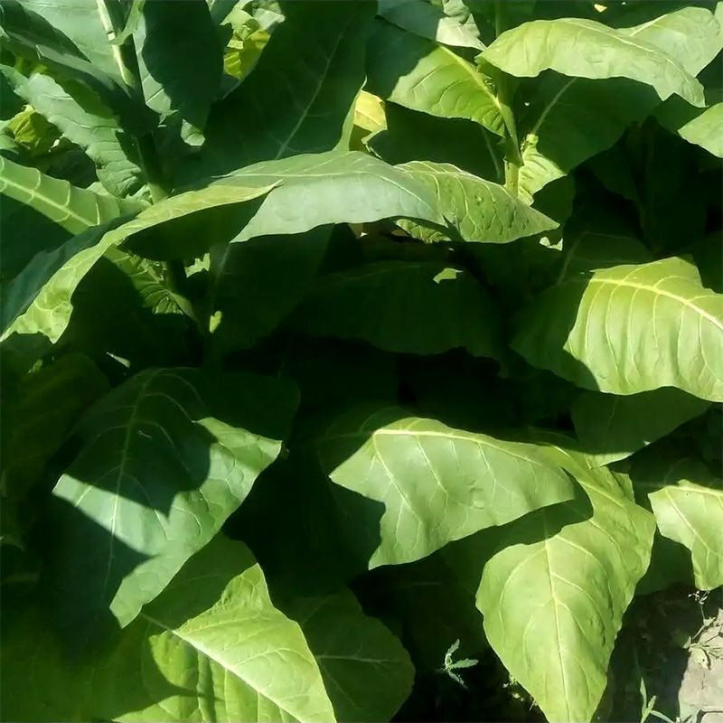 Tobacco seeds - Sobolchski 193 - 300