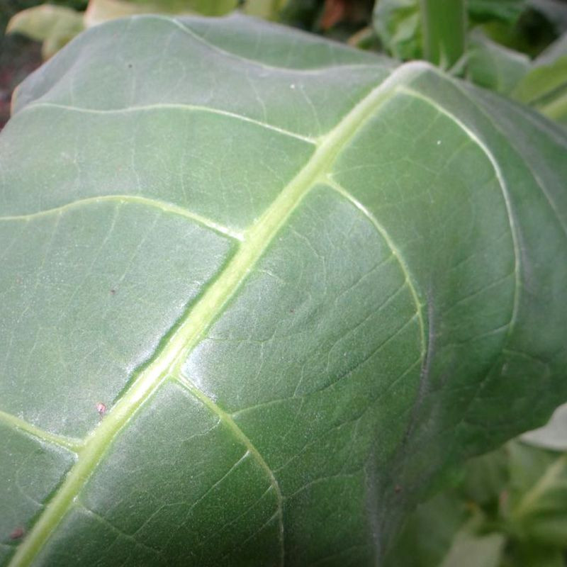 Tobacco seeds - Sobolchski 193 - 300