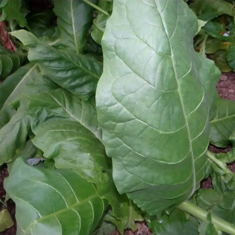 Tobacco seeds - Sobolchski 193 - 300