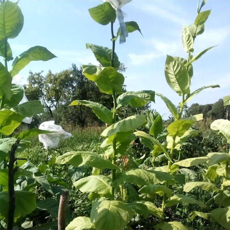 Tobacco seeds - Oriental Molovata - 300