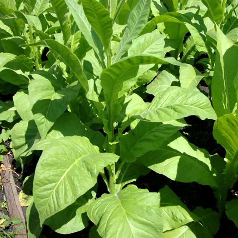 Tobacco seeds - Oriental Molovata - 300