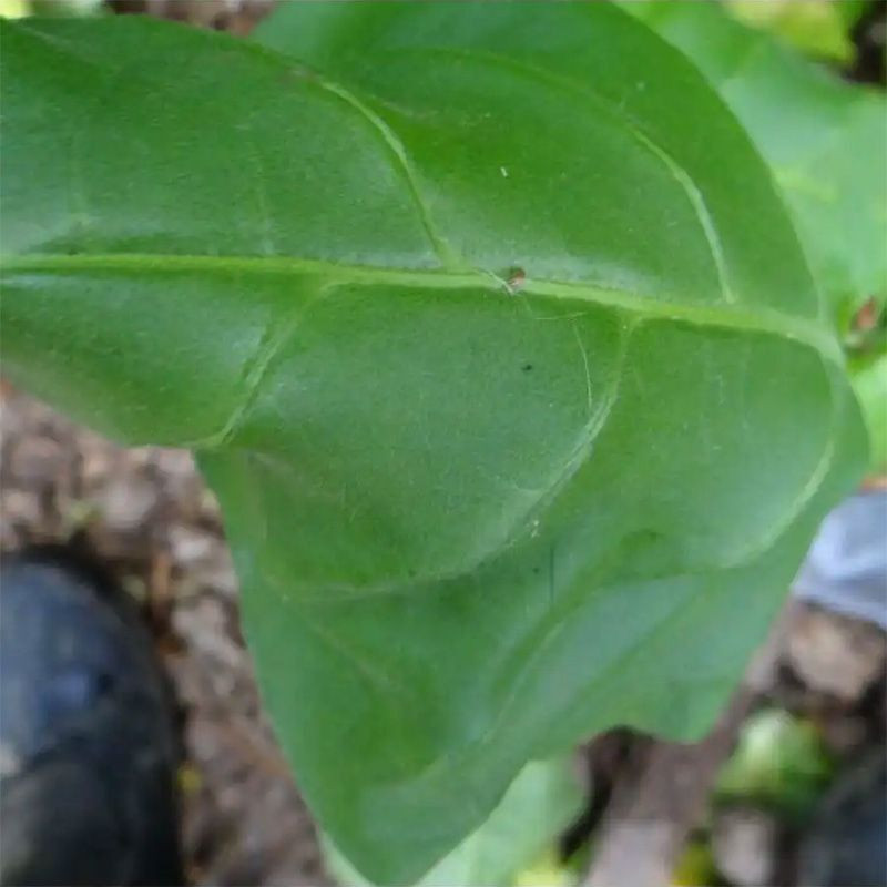 Tobacco seeds - Oriental Molovata - 300