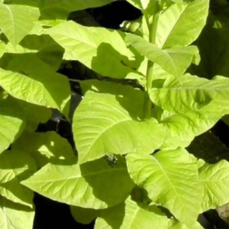 Tobacco seeds - Oriental Molovata - 100