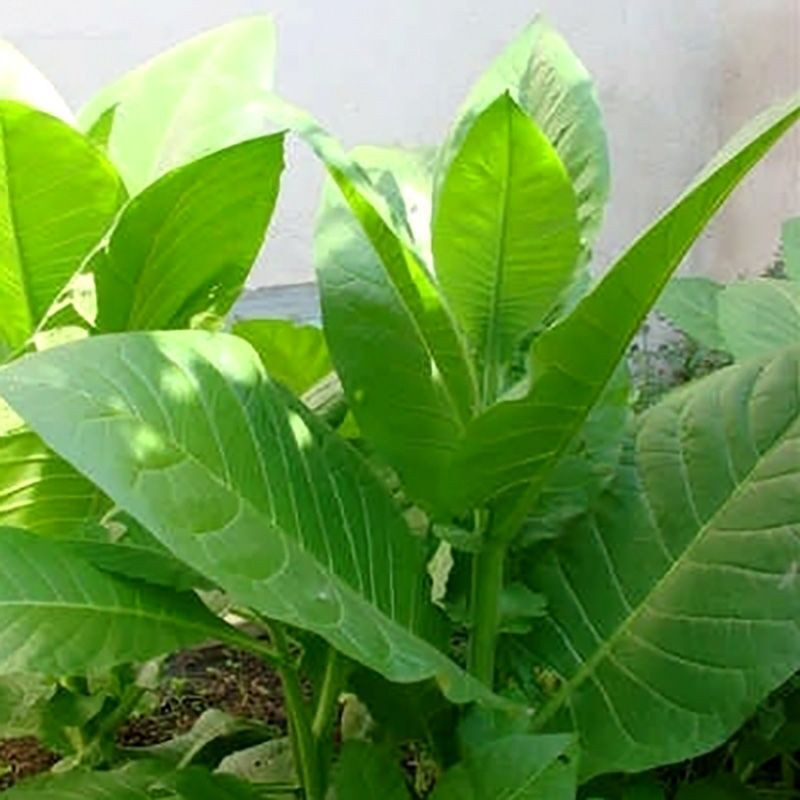 Tobacco seeds - Oriental Molovata - 300