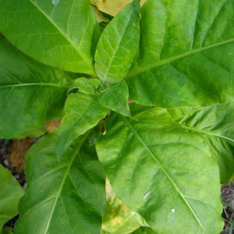 Tobacco seeds - Oriental Molovata - 300