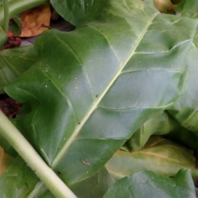 Tobacco seeds - Oriental Molovata - 300