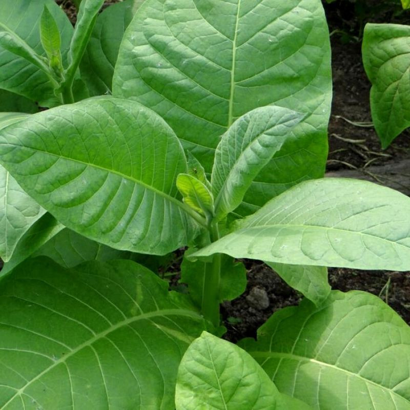 Tobacco seeds - Oriental Molovata - 300