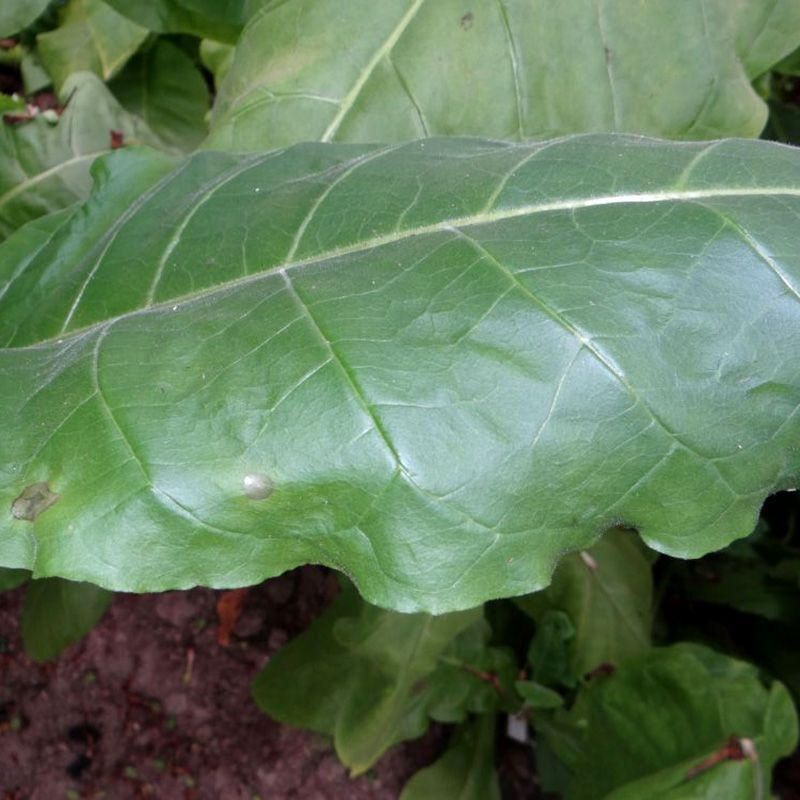 Tobacco seeds - Maryland Catterton - 50