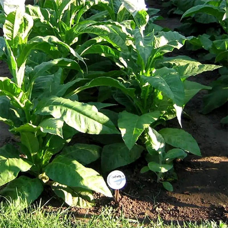 Tobacco seeds - Maryland Catterton - 50