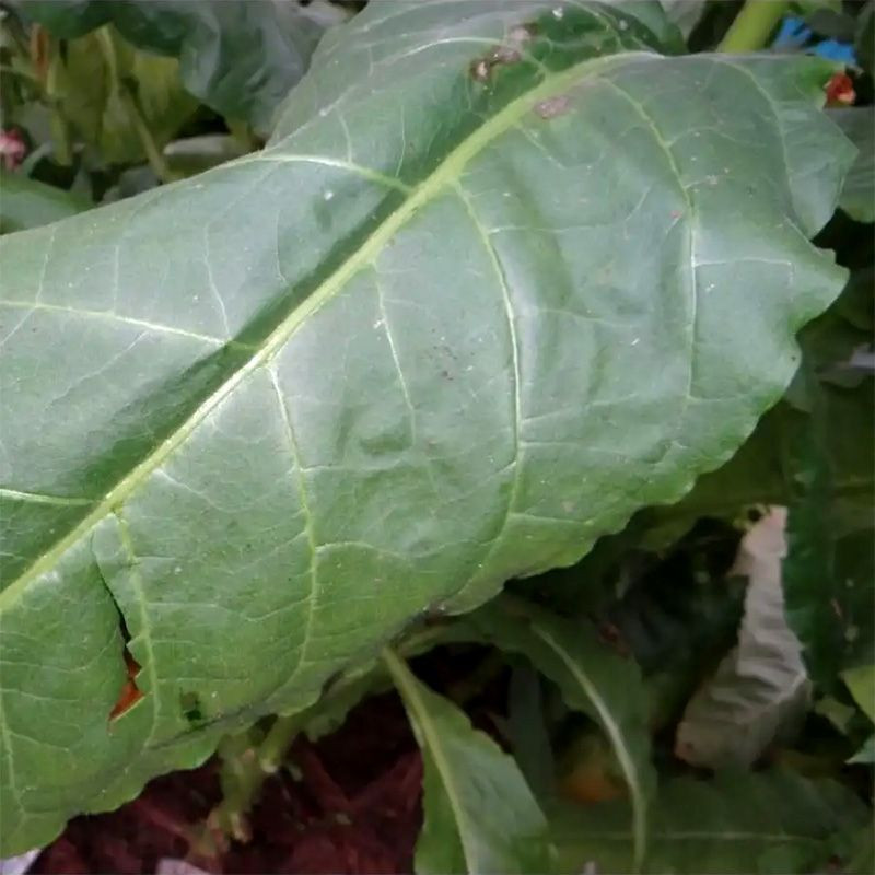 Tobacco seeds - Maryland Catterton - 50