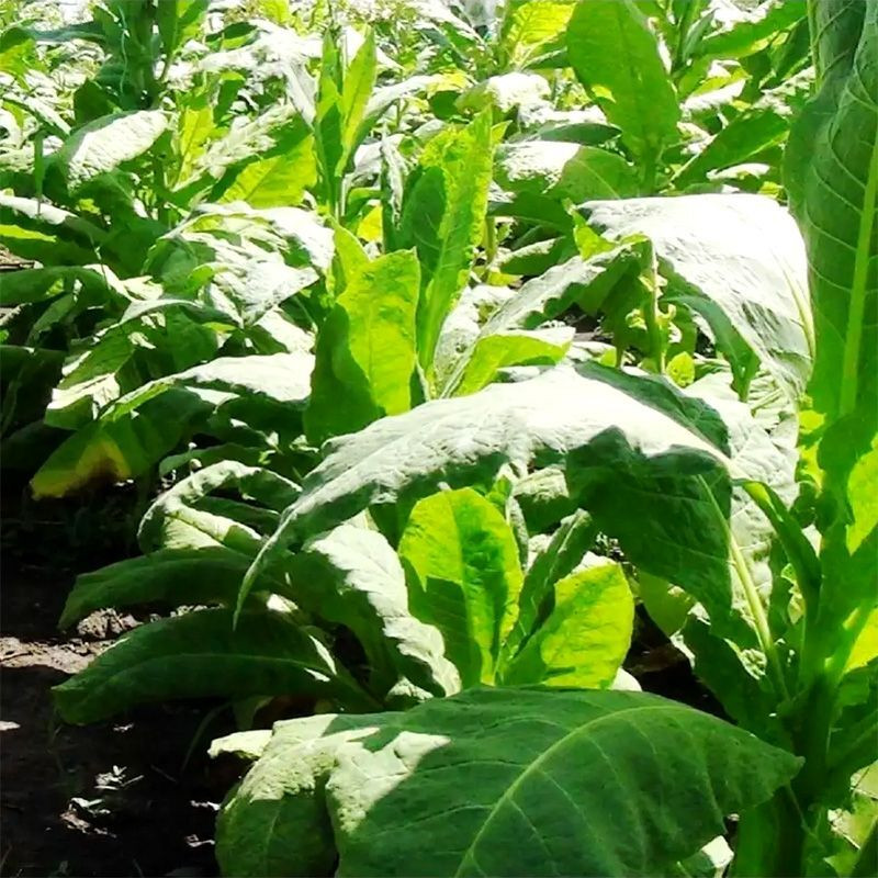 Tobacco seeds - Maryland Catterton - 50