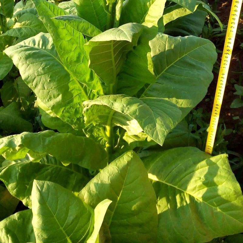 Tobacco seeds - Maryland Catterton - 50