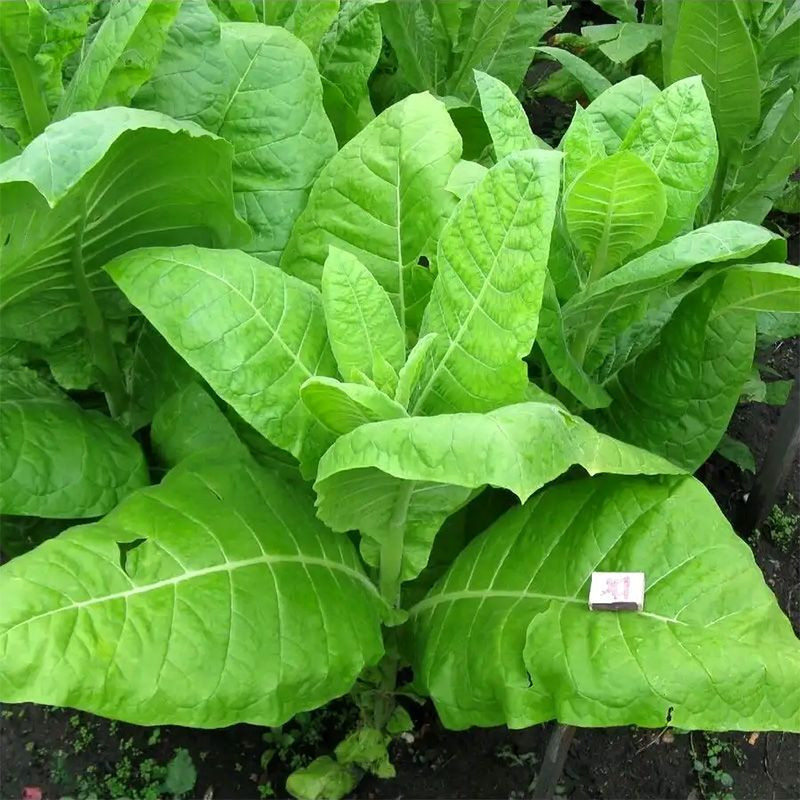 Tobacco seeds - Maryland Catterton - 50