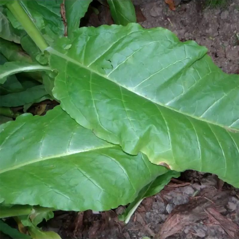 Tobacco seeds - Maryland Catterton - 50