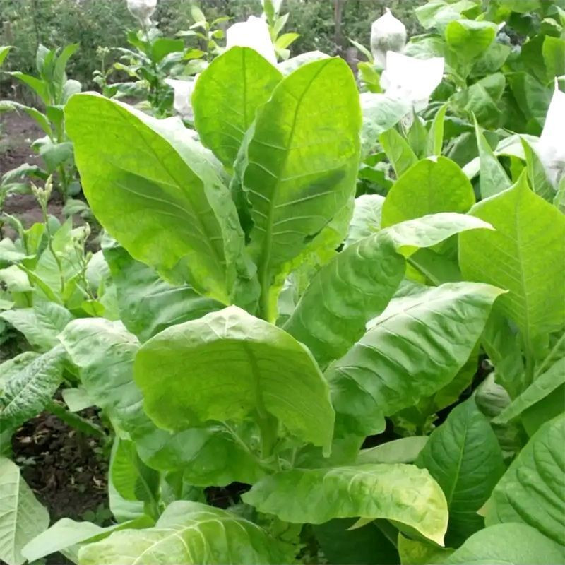 Tobacco seeds - Maryland Catterton - 100