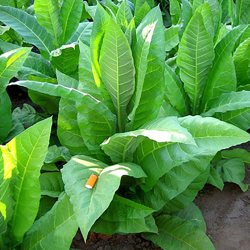 Tobacco seeds - Maryland Catterton - 50