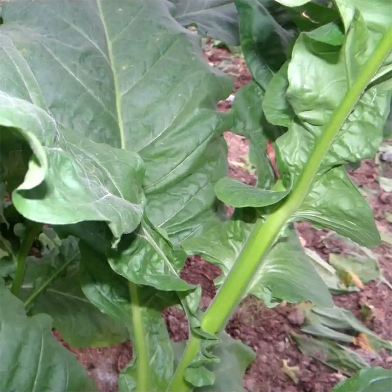 Tobacco seeds - Yellow Orinoco - 100