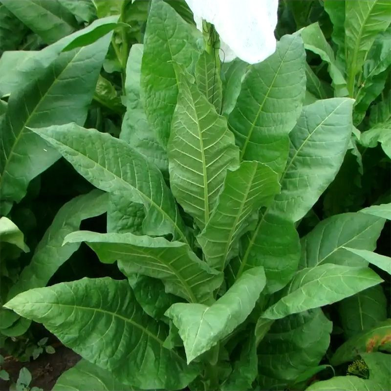 Tobacco seeds - Yellow Orinoco - 100