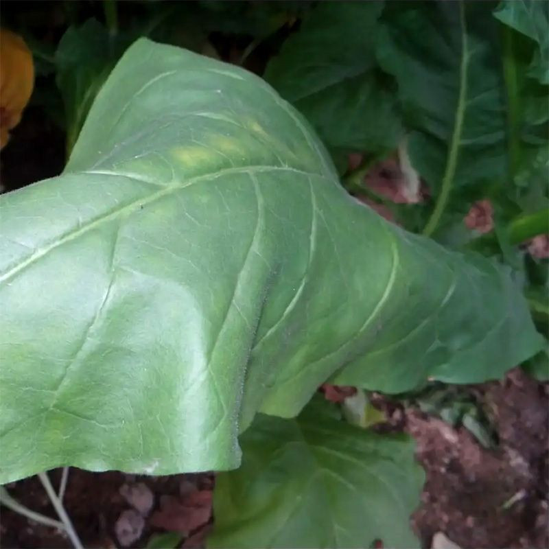 Tobacco seeds - Yellow Orinoco - 100
