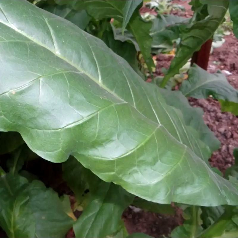 Tobacco seeds - Yellow Orinoco - 100
