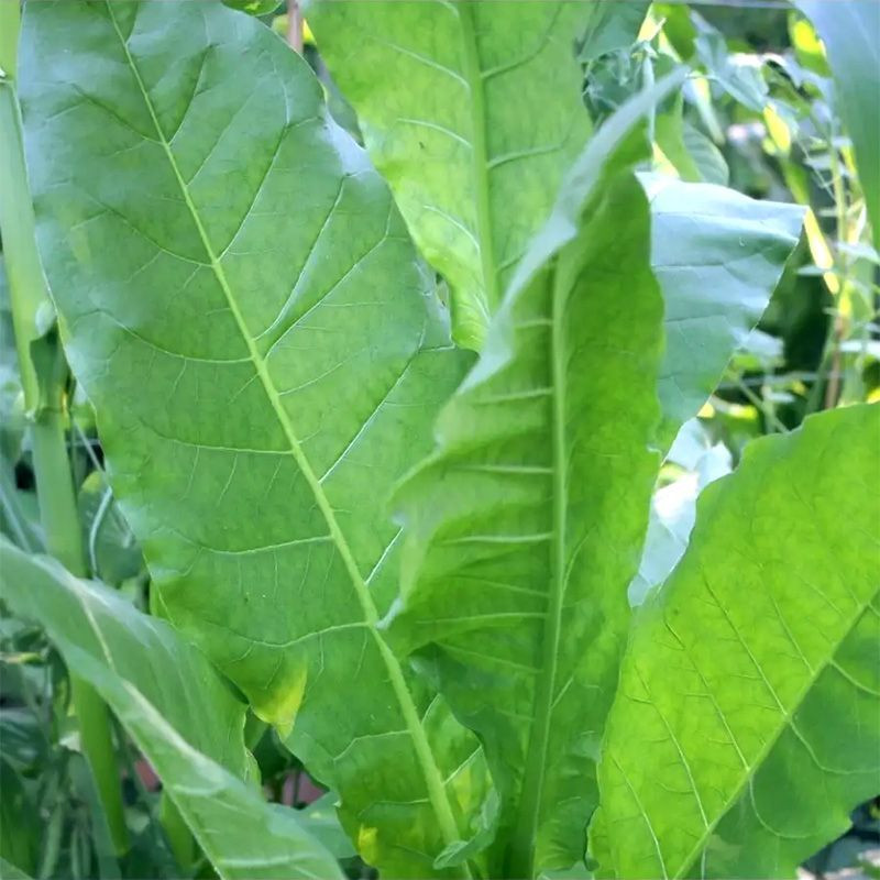Tobacco seeds - Yellow Orinoco - 100