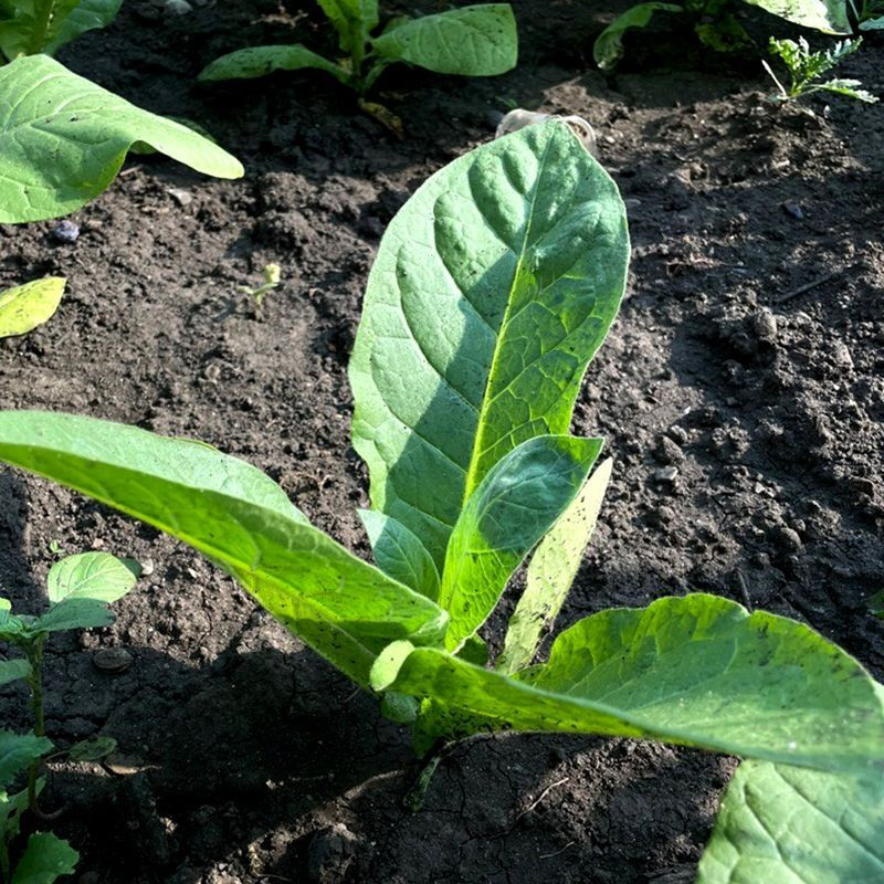 Tobacco seeds - Yellow Orinoco - 100