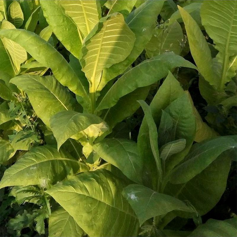 Tobacco seeds - American 307 - 100