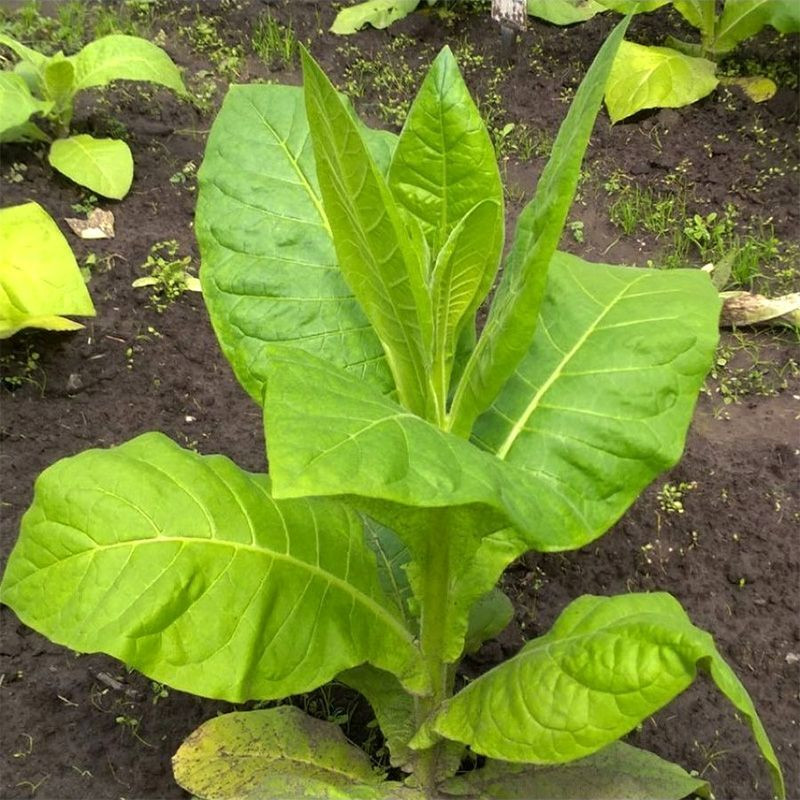Tobacco seeds - American 307 - 100