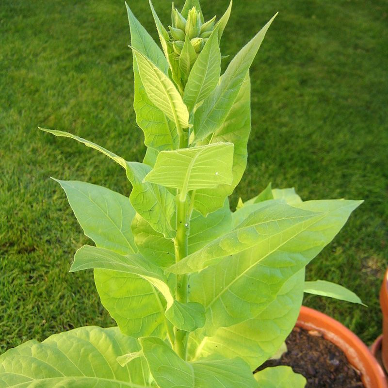 Tobacco seeds - American 307 - 100