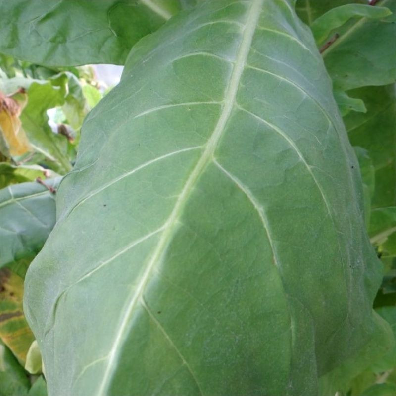 Tobacco seeds - American 307 - 100