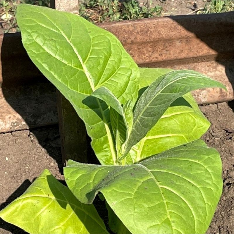 Tobacco seeds - American 307 - 100