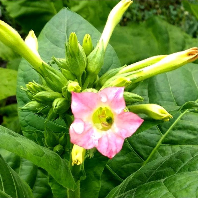 Tobacco seeds - American 307 - 100