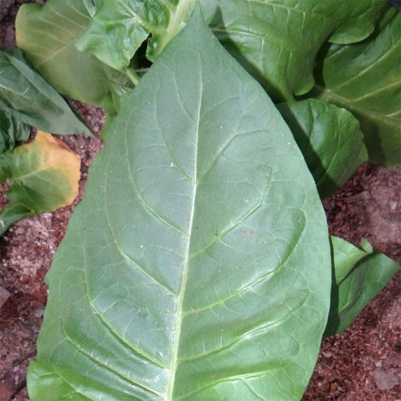 Tobacco seeds - Samsun 85 - 100