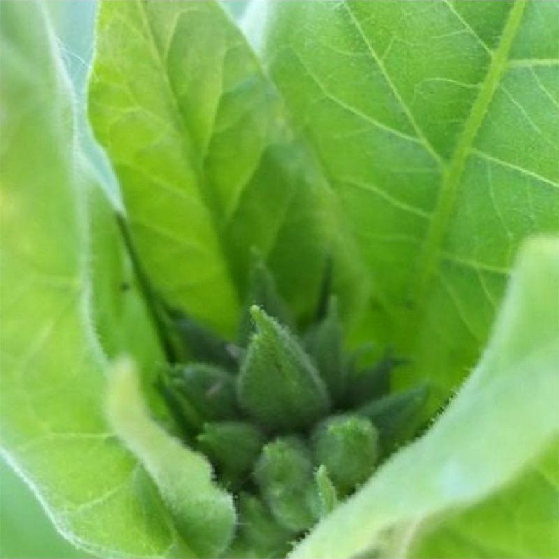 Tobacco seeds - Samsun 85 - 100