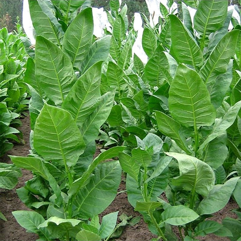 Tobacco seeds - Samsun 85 - 100