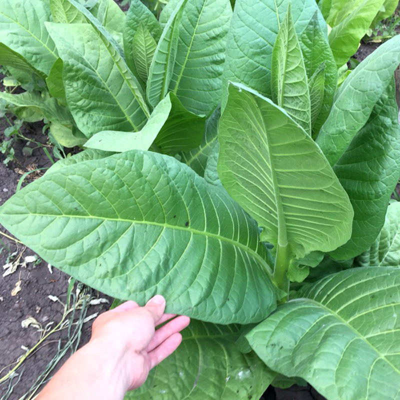 Tobacco seeds - Samsun 85 - 100
