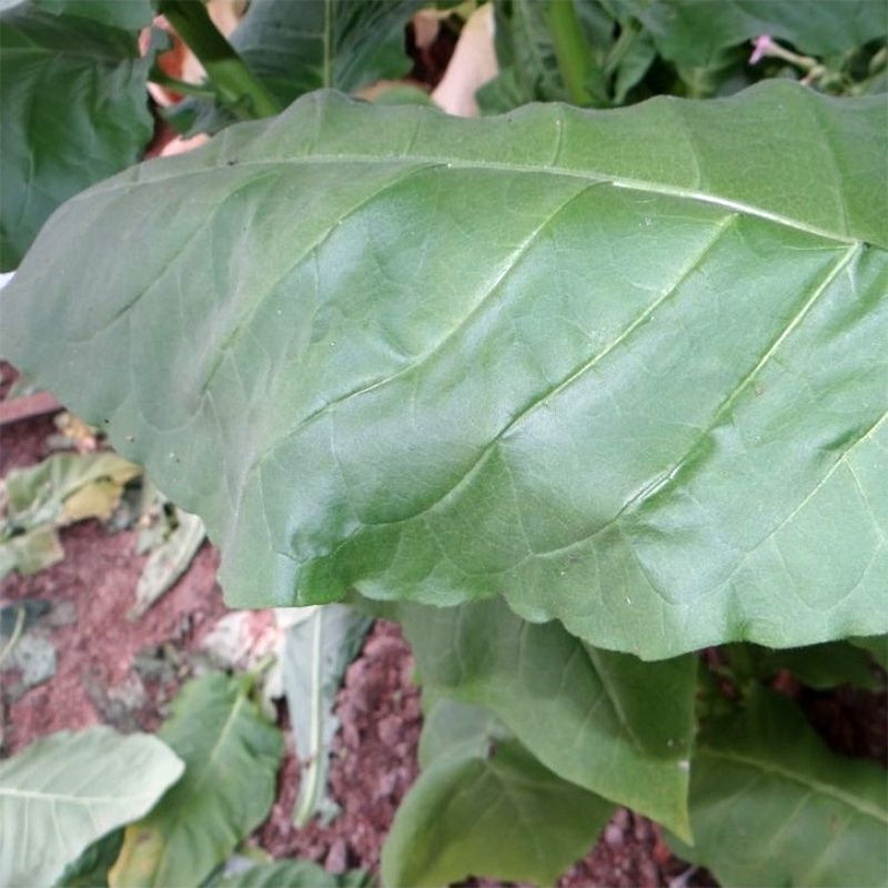 Tobacco seeds - Samsun 85 - 100